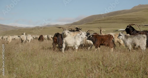 a herd of goats grazing in the mountains. High quality 4k footage
