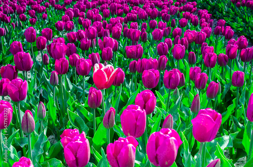 Abstract background with purple tulips in the field.
