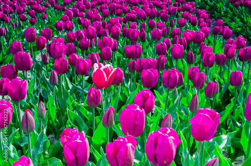 Obraz na płótnie Abstract background with purple tulips in the field. w salonie