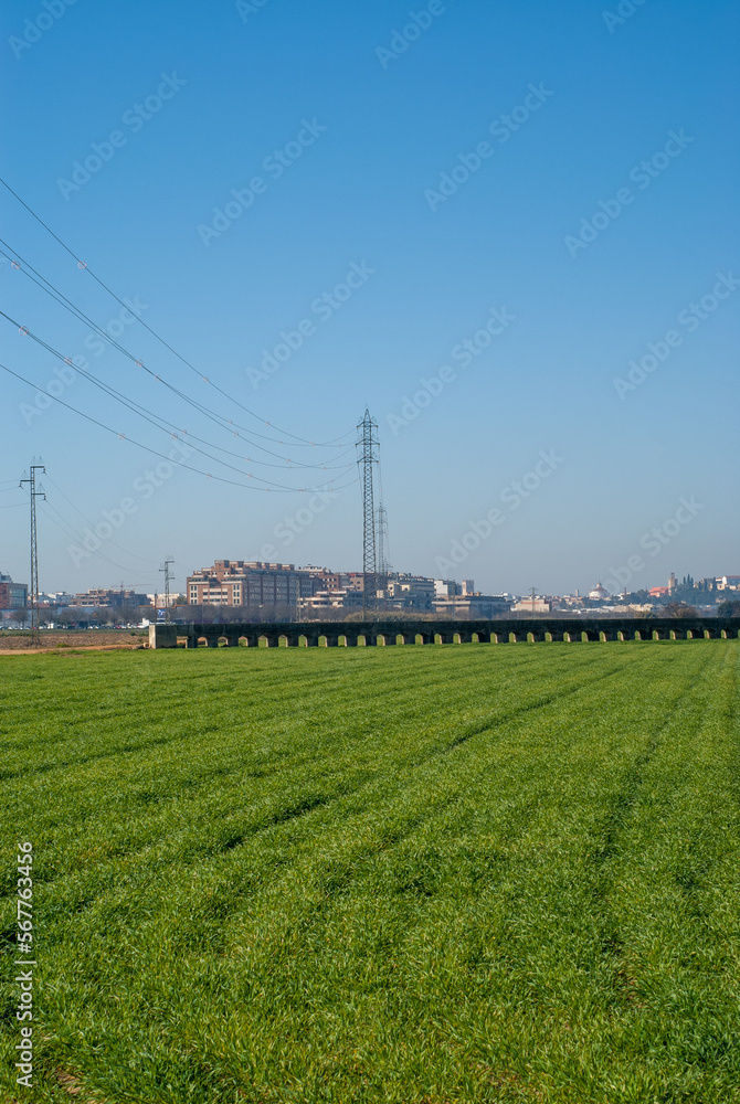 Campo de cultivo de trigo con ciudad de fondo.