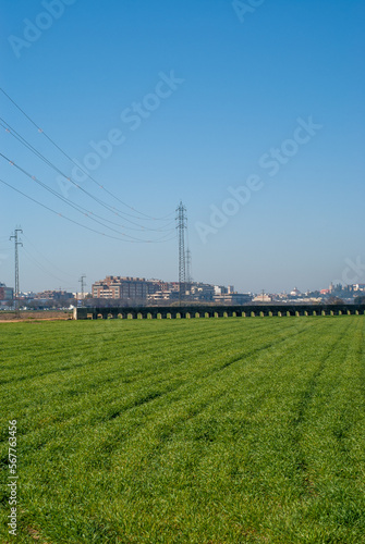 Campo de cultivo de trigo con ciudad de fondo.