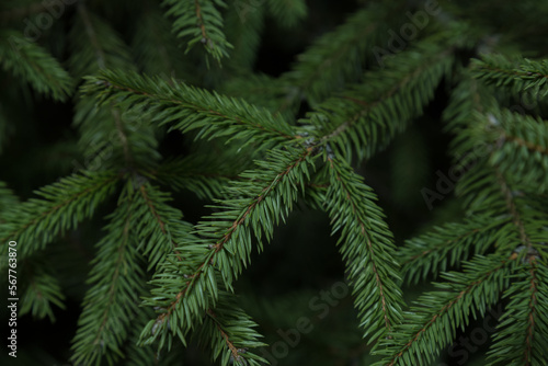 Close up green fluffy fir tree brunch. Holiday bacground. Christmas wallpaper concept. Backdrop for greatin card. Natural texture
