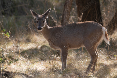 Fototapeta Naklejka Na Ścianę i Meble -  Coues Whitetail Deer Doe in Arizona