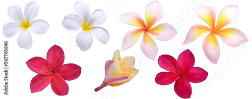 white red pink coior Plumeria flower isolated on transparent.