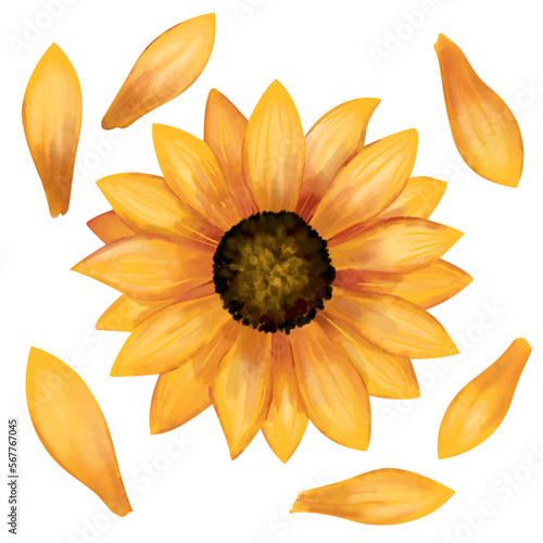 Sunflower watercolor set. Botanical decorative elements collection of sunflower head and petals isolated on white background.