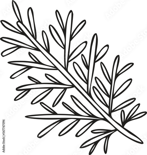 Hand Drawn rosemary leaves illustration in doodle style