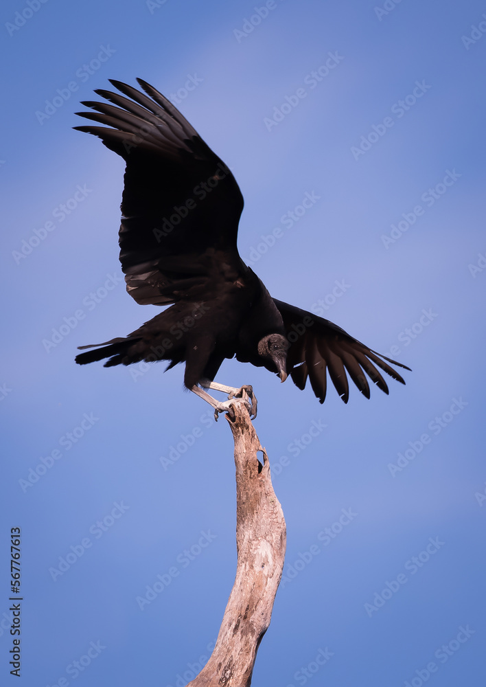 Fototapeta premium A balancing act by a Black vulture