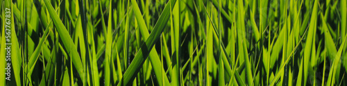 Green grass  nature background.