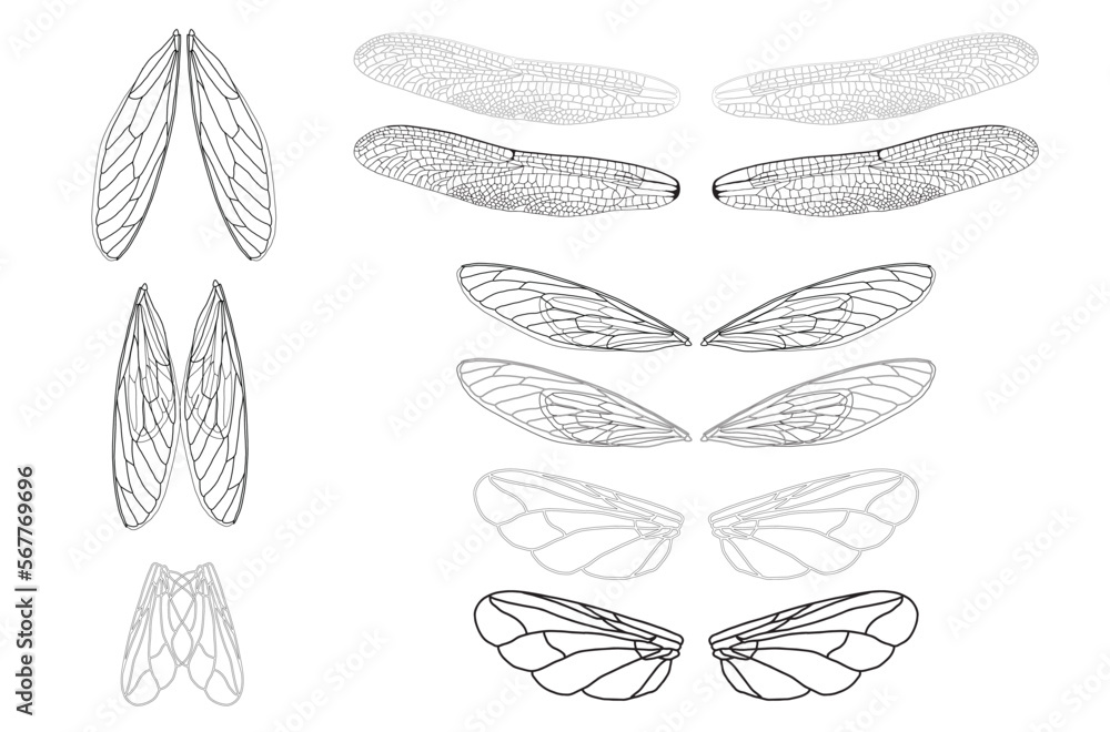 wings set illustration, beetle, insect isolated on white. wing vector. Realistic Dragonfly Wings wings set illustration, beetle, insect isolated on white. wing vector. Realistic Dragonfly Wings