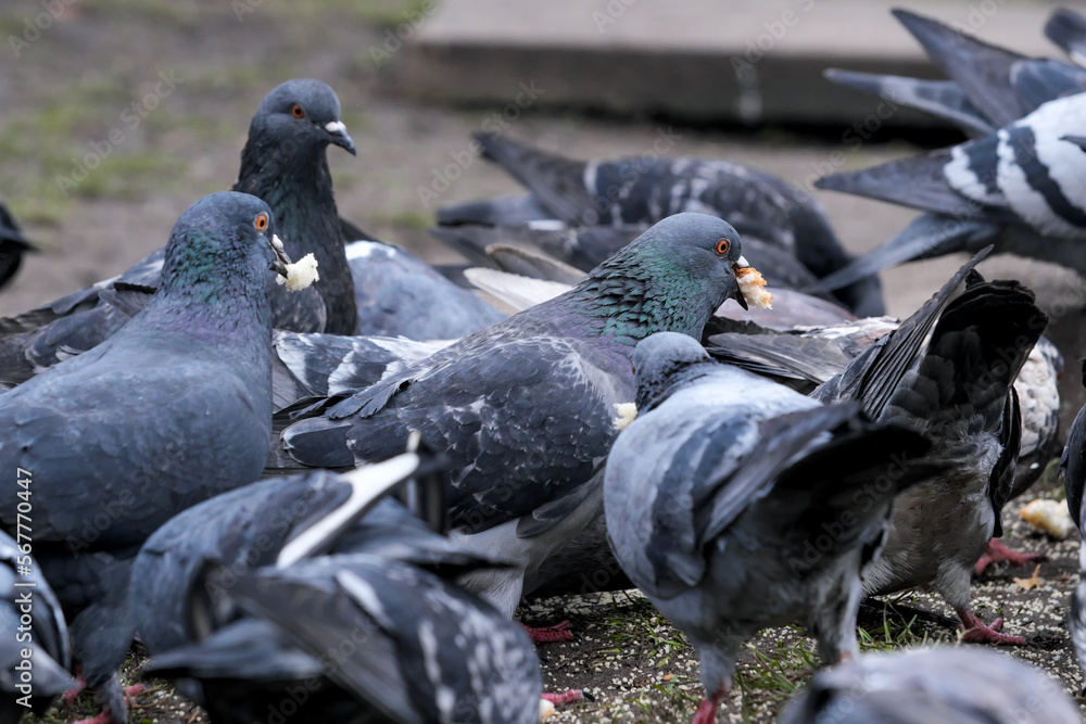 Fototapeta premium City pigeons close-up