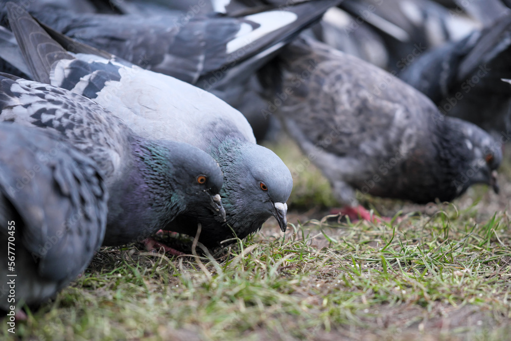 Fototapeta premium City pigeons close-up