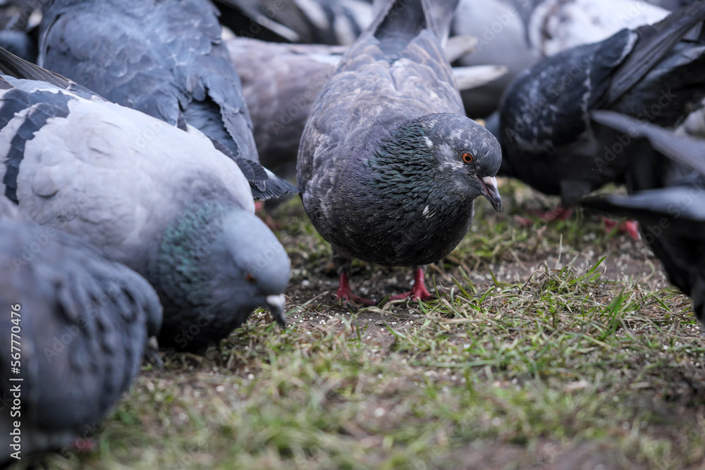 Fototapeta premium City pigeons close-up