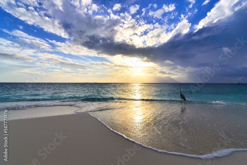 A blue heron standing on a beach at sunset, Maldives