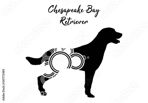 Chesapeake bay retriever with circular shapes