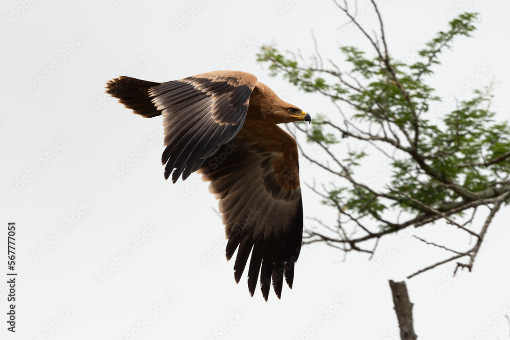 Obraz premium Aigle pomarin,.Clanga pomarina, Lesser Spotted Eagle