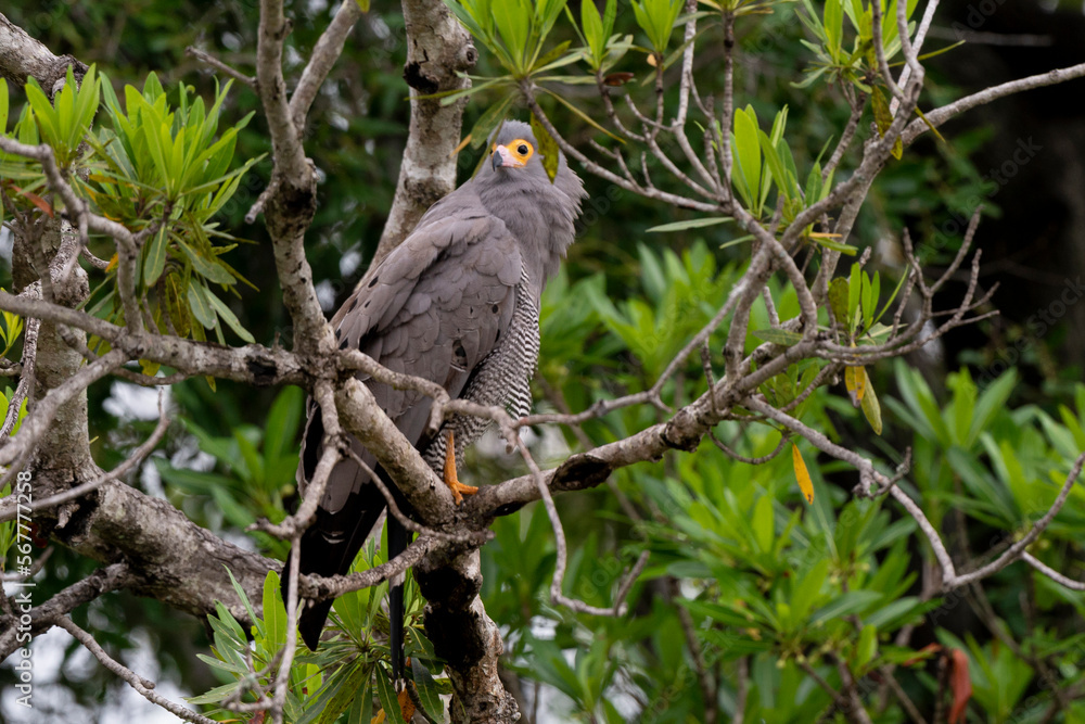 custom made wallpaper toronto digitalGymnogène d'Afrique,.Polyboroides typus, African Harrier Hawk, Afrique du Sud
