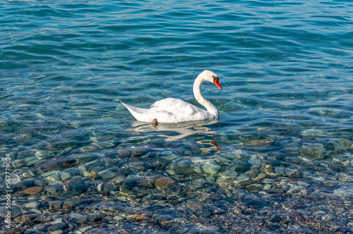 Beautiful Swan on the Water Surface of Garda Lake, Sirmione, Italy