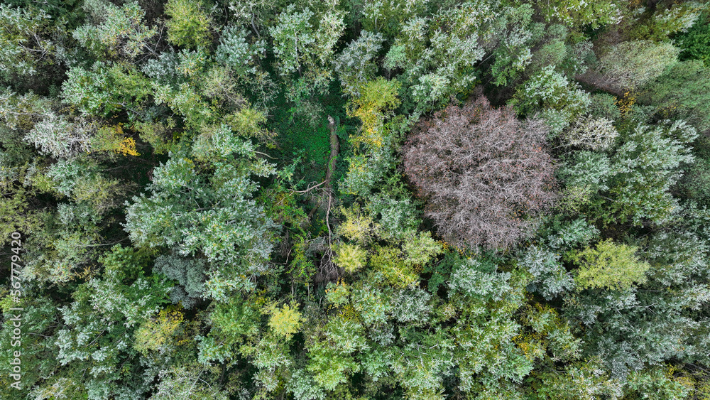 green moss in the forest