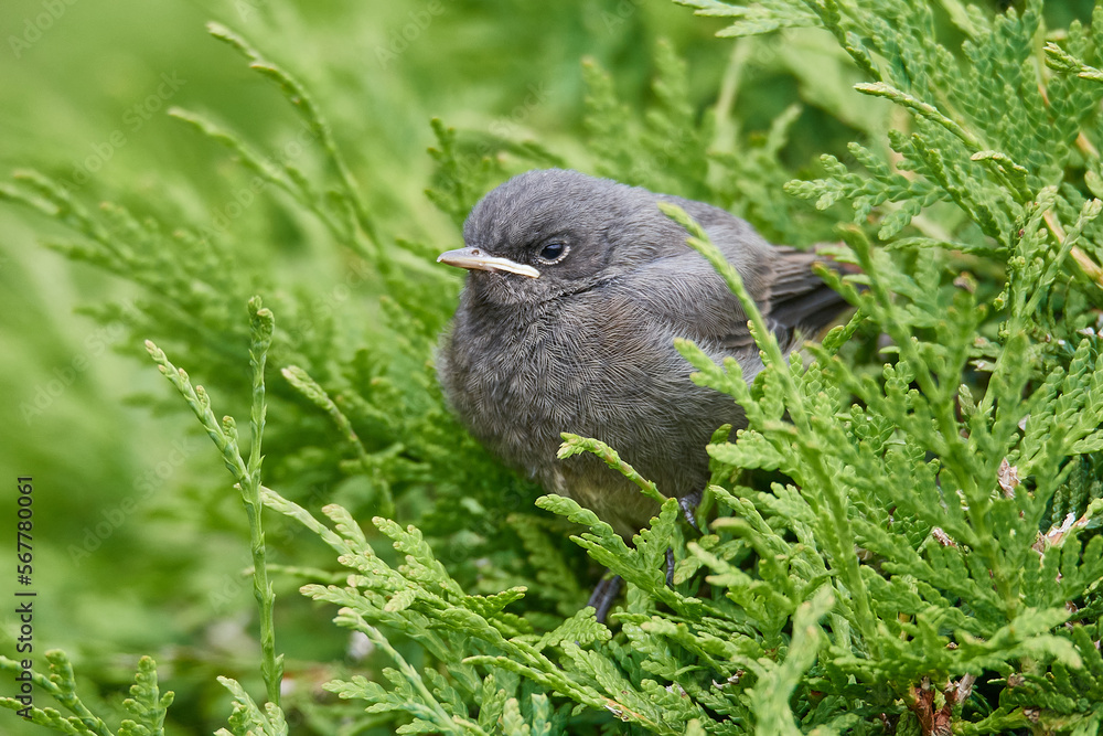 Fototapeta premium Junge Hausrotschwänze erkunden seine Umgebung