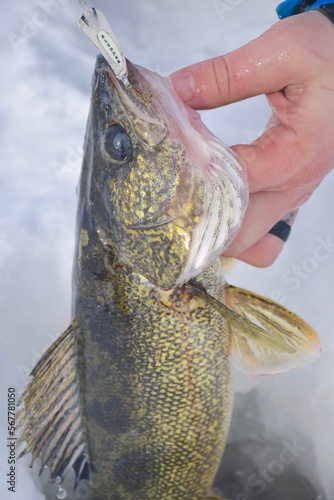 A walleye caught ice fishing on a spoon.  photo