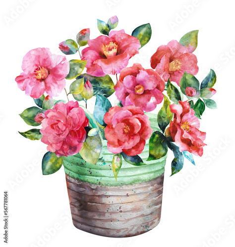 Watercolor flowers. Camellia flower in a wicker pot