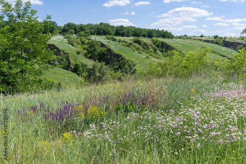 Alfalfa and salvia blooming in field. Medicago sativa of pea family and salvia tesquicola of lamiaceae family wild and medicinal plants. Ravine covered with greenery. Valley with geological faults.