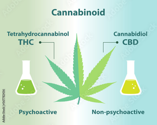 The differences between cannabinoid in cannabis vector illustration.