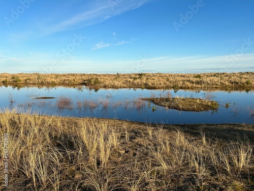 reeds on the bank of lake