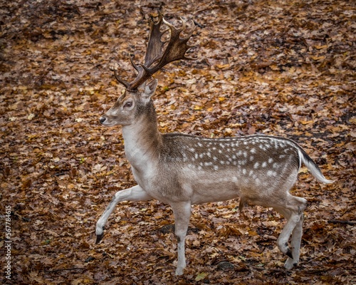 Gamo, Gamela, Dama Dama photo