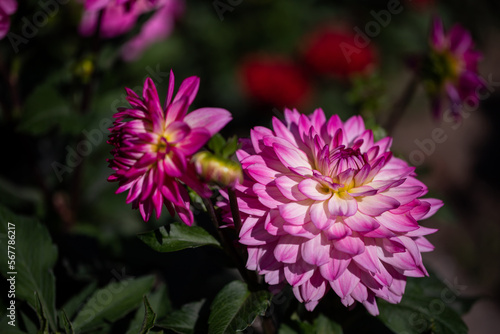 Pink dahlias blooming in botanical garden.