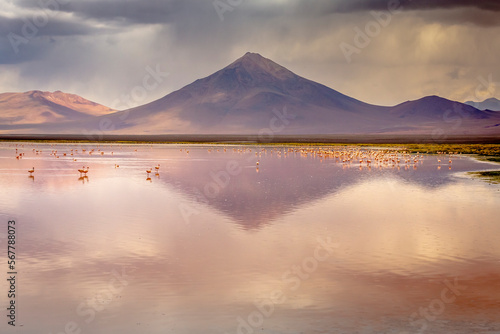 Laguna colorada, Red lake, with Flamingos and Volcanic landscape, Andes, Bolivia