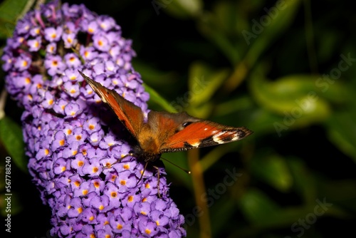 Flowering butterfly bush Buddleja davidii, butterfly pasture purple color. Butterfly Vanessa cardui sucking nectar on a bush.