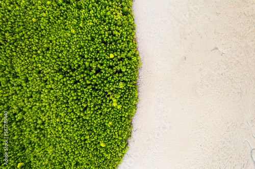 The Edge of the Mangrove