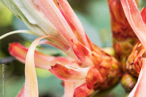 Closeup of fresh tender leaves of rhododendron plant with natural background