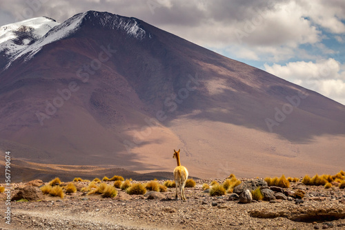 Guanaco vicuna in Bolivia altiplano near Chilean atacama border, South America photo