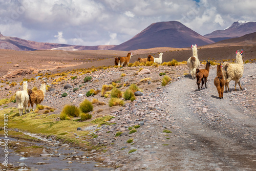 LLama alpaca in Bolivia altiplano near Chilean atacama border  South America