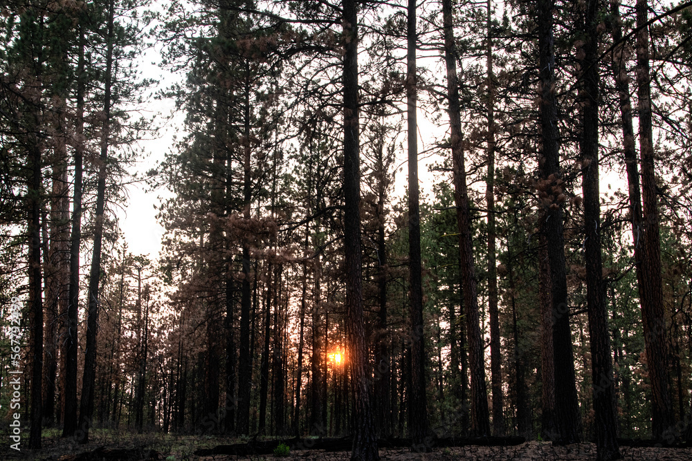 Obraz premium Orange Sun Through Thick Forest Trees in Oregon