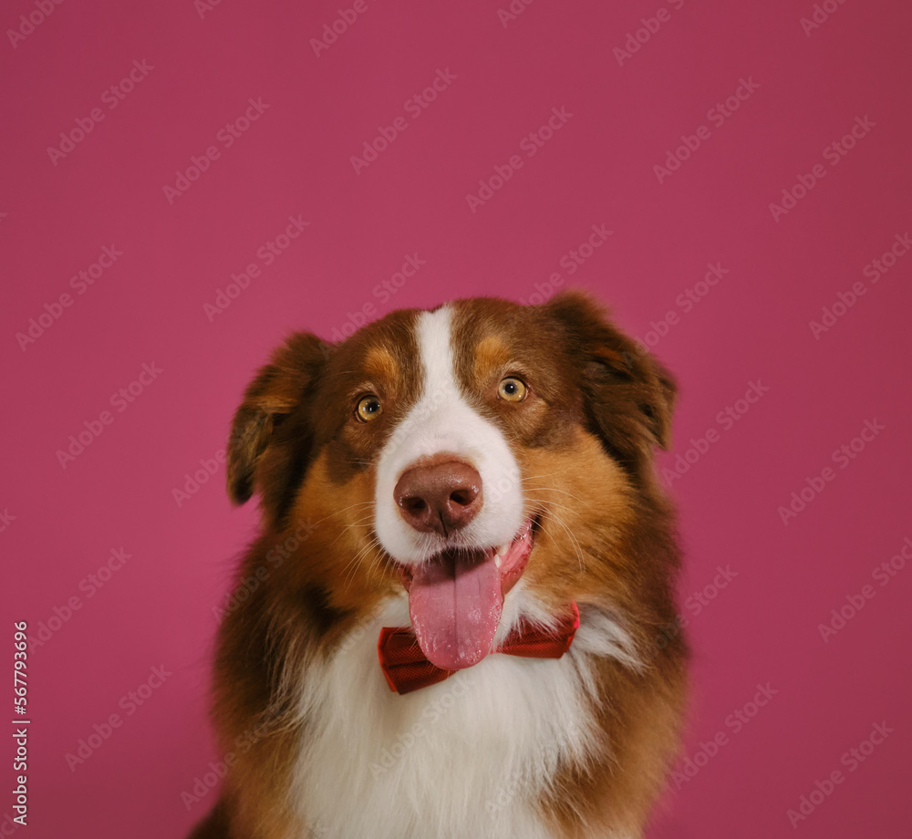 Concept of pet looks like person. Happy Brown Australian Shepherd dog wears red bow tie. Close-up portrait on pink background. Greeting card with copy space.