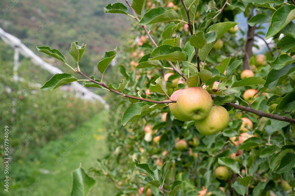 Apple orchard. Picture of ripe apples in the garden ready for harvest, morning shot. High quality photo Apple orchard. Picture of ripe apples in the garden ready for harvest, morning shot. High quality photo