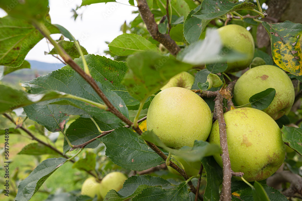 Apple orchard. Picture of ripe apples in the garden ready for harvest, morning shot. High quality photo Apple orchard. Picture of ripe apples in the garden ready for harvest, morning shot. High quality photo