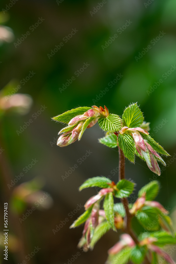 First new birch leaves in spring First new birch leaves in spring