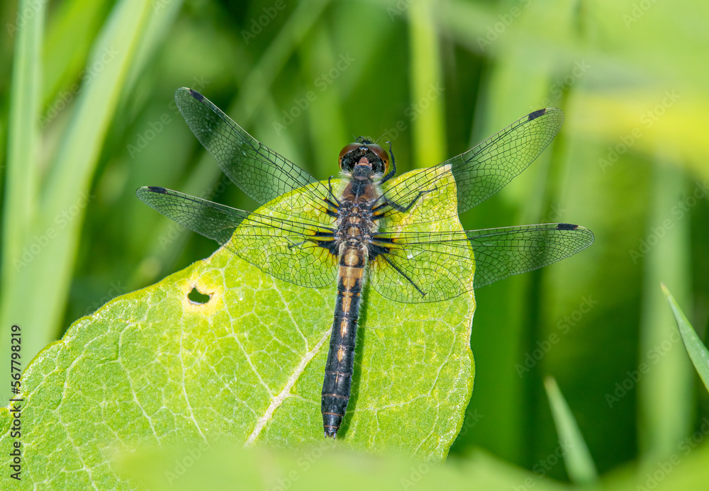 Female Frosted Whiteface Dragonfly on Wetland Vegetation Female Frosted Whiteface Dragonfly on Wetland Vegetation