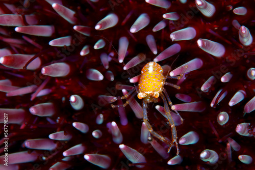 Pequeño cangrejo Galatea refugiado entre puas de erizo de mar photo