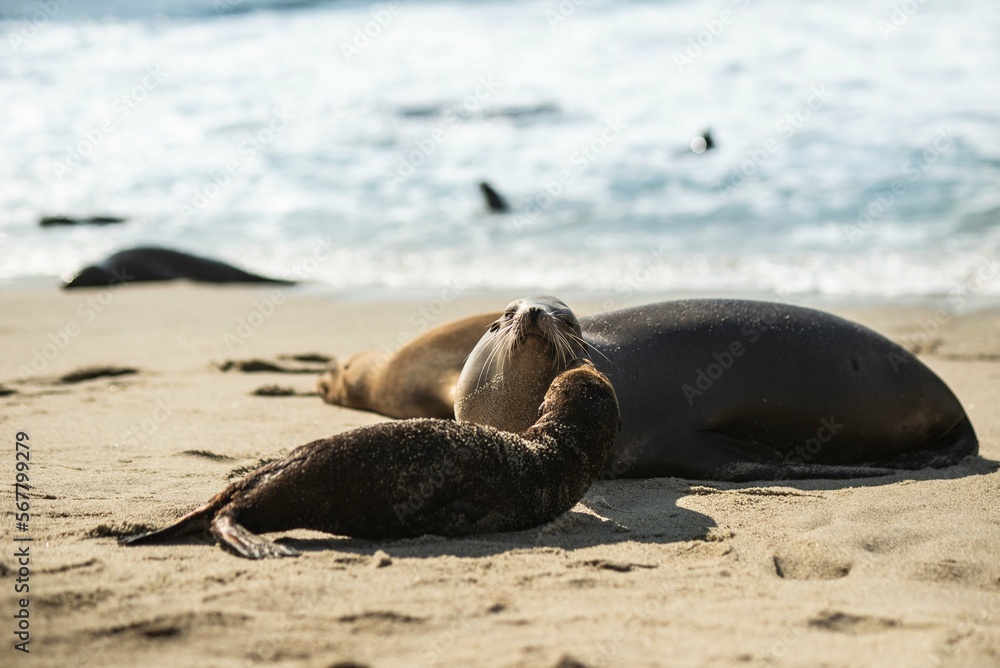 Fototapeta premium island sea lion on the beach