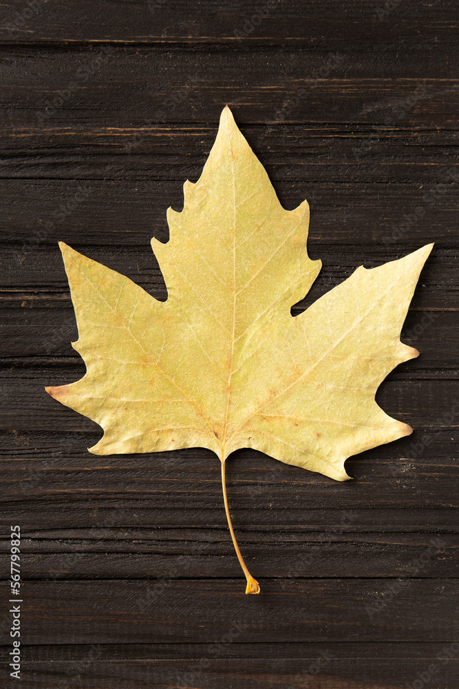Autumn dry leaf on wooden background top view.