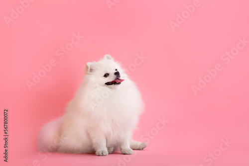 Dog breed pomeranian spitz funny sits on a pink background © Наталья Марная