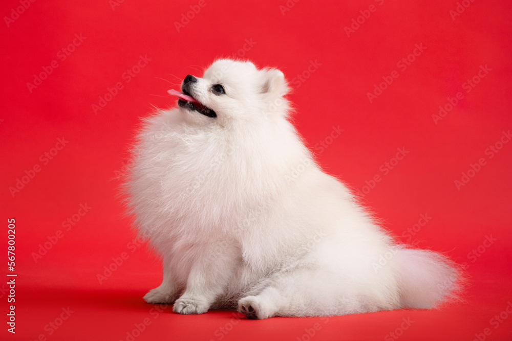 Dog breed pomeranian spitz funny sits on a red background Dog breed pomeranian spitz funny sits on a red background