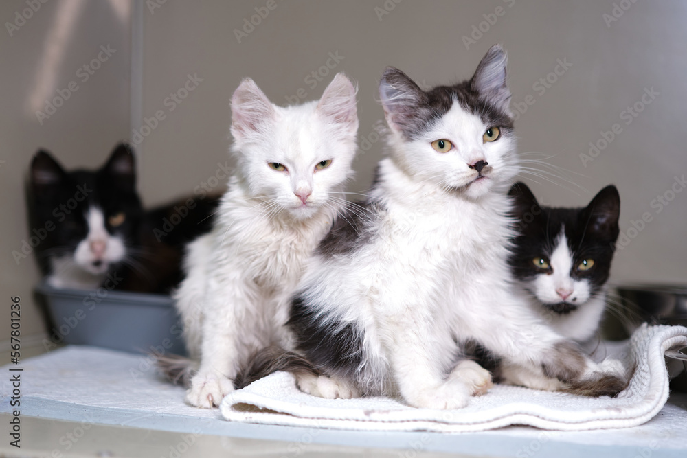 four young black and white cats sitting in the veterinary box. Stray cats in the animal hospital. High quality photo