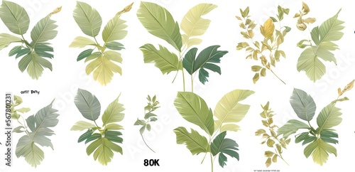 set of green leaves © Cicero
