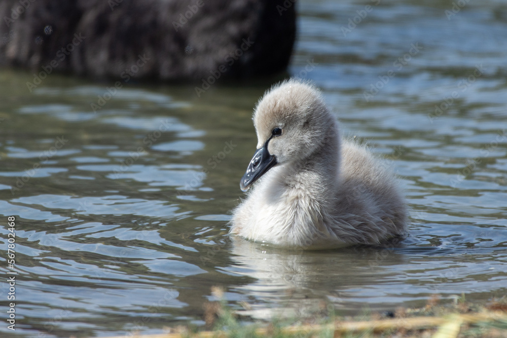 Black Swan (Cygnus atratus) cygnet close up in the water Black Swan (Cygnus atratus) cygnet close up in the water